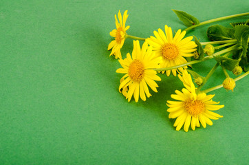 Wild field yellow flowers on bright color background