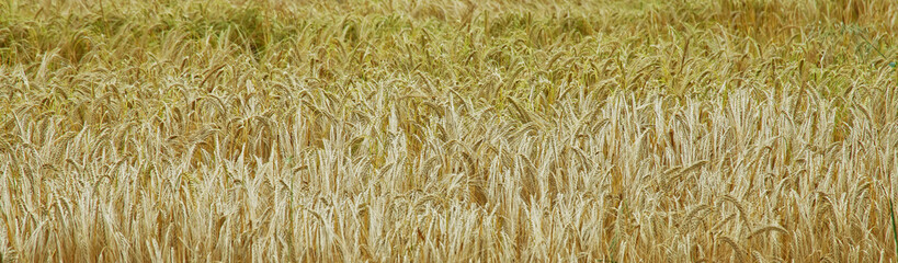 Wheat Field.
