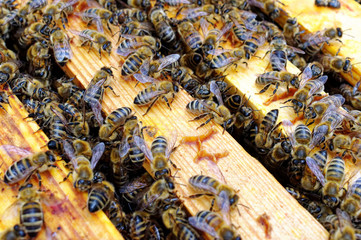 Bienenstöcke eines Imkers bei der Pflege der Bienen mit Waben und Honigbienen