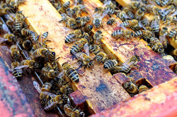 Bienenstöcke eines Imkers bei der Pflege der Bienen mit Waben und Honigbienen