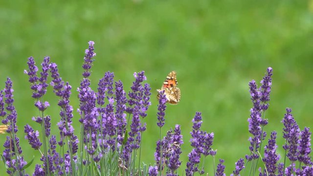 butterfly collects nectar on lavender flowers, countryside.