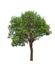 tropics and subtropics tree isolated on white background