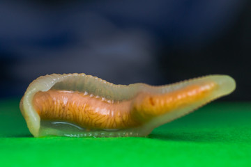 Close-up photo of Linguatula serrata or Tongue worm