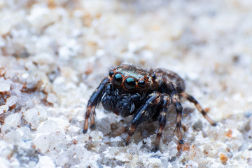 Macro jumping spider beautiful eye