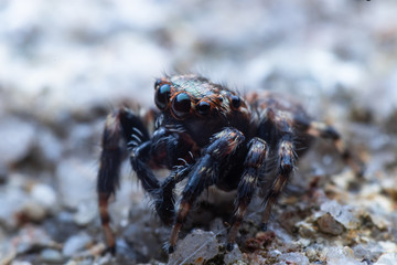 Macro jumping spider beautiful eye