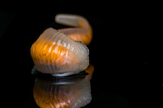 Close-up photo of Linguatula serrata or Tongue worm