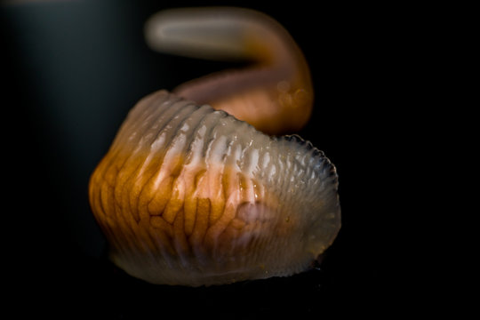 Close-up photo of Linguatula serrata or Tongue worm