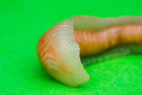 Close-up photo of Linguatula serrata or Tongue worm