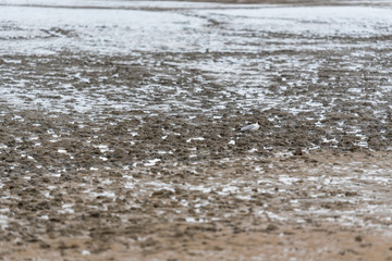 Verschiedene Objekte bei Ebbe auf dem Strand