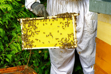 Bienenstöcke eines Imkers bei der Pflege der Bienen mit Waben und Honigbienen