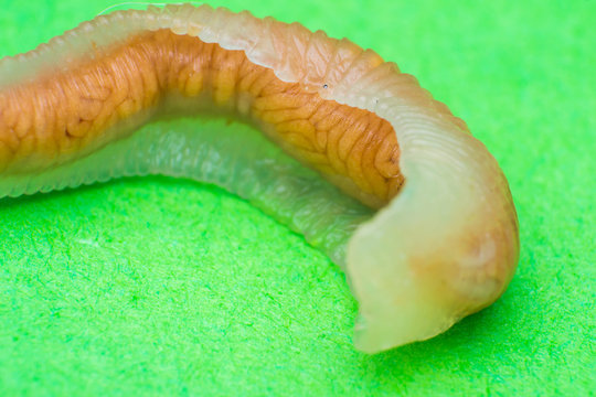 Close-up photo of Linguatula serrata or Tongue worm