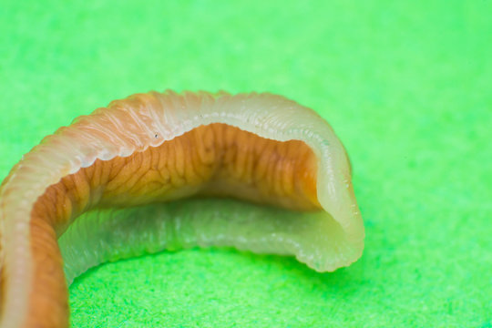 Close-up photo of Linguatula serrata or Tongue worm