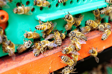 Bienenstöcke eines Imkers bei der Pflege der Bienen mit Waben und Honigbienen