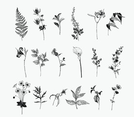 Vintage wild flower illustration set. Isolated black and white botanical herbs and flowers hand drawn graphic. Fern, Lily, Calla, Anemone, Salal, Wisteria, Delphinium