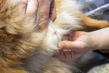 Veterinarian removing a grass seed stuck in a dog