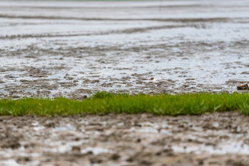Verschiedene Objekte bei Ebbe auf dem Strand