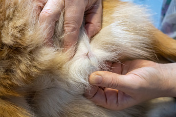 Veterinarian removing a grass seed stuck in a dog