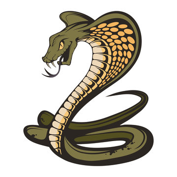 Vector illustration of a king cobra with hood. Snake Cobra is ready to hit with fangs and tongue. Viper snake. Mascot realistic King cobra illustration for a sport team. Vector graphics to design