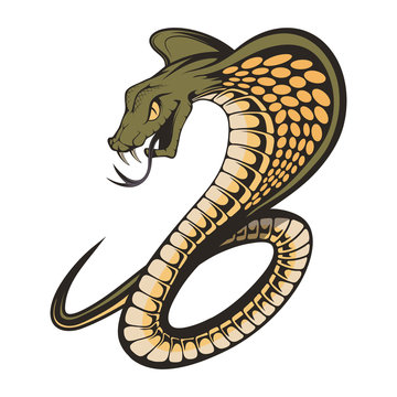Vector illustration of a king cobra with hood. Snake Cobra is ready to hit with fangs and tongue. Viper snake. Mascot realistic King cobra illustration for a sport team. Vector graphics to design