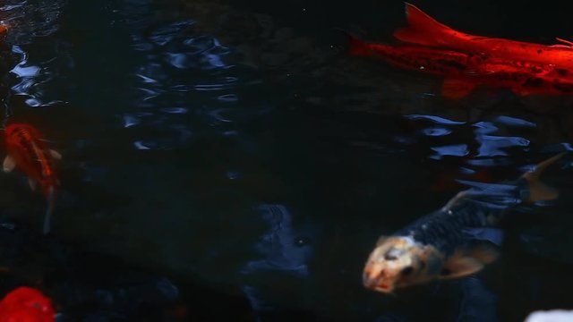 Colored varieties of Amur carp (Cyprinus rubrofuscus) swimming arround in a pond. cold water fish for decorative purposes outdoor koi ponds or natual water gardens. Japanese Tradition