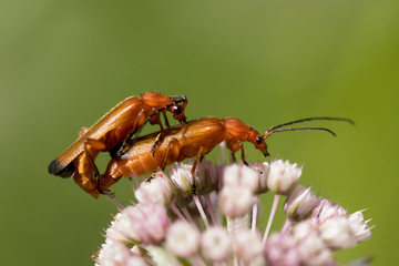 Macro photo of two mating common red soldier beetles on astrantia flower with blurred background