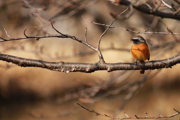 木にとまるジョウビタキの雄鳥です