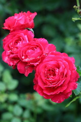 Rose Leonardo da Vinci red mit Regentropfen