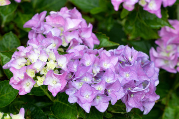 Hortensie Endless Summer in Lila Hydrangea macrophylla