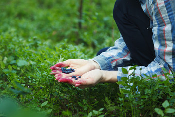 The girl collects blueberries in the woods.