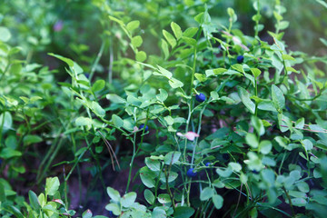 Blueberry bushes with ripe berries in the woods.