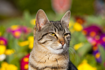Naklejka na ściany i meble cat portrait in garden