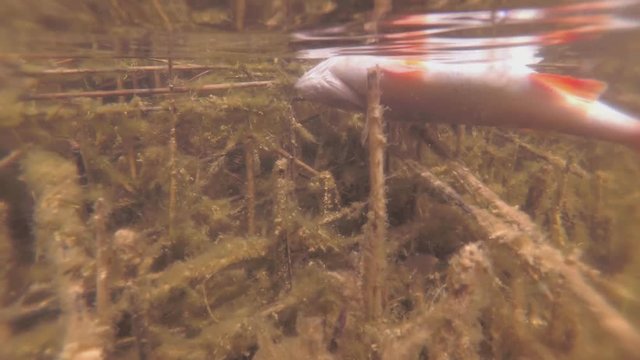 Dead fish is floating on the water. Under water