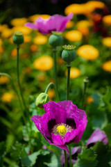 Purple Poppy & Poppy Seeds