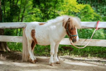 Adorable white and brown pony horse standing next to fence. Ranch exterior.