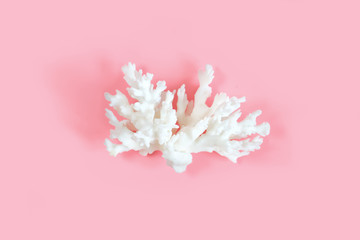 Сalcic skeleton of coral polyps on a pastel pink color background. Minimal marine concept.