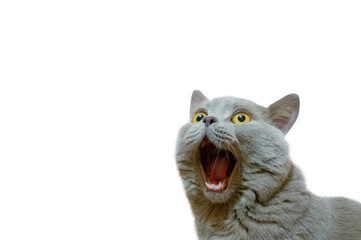 A lilac British cat looking up. The cat opened his mouth with a mad look. The concept of an animal that is surprised or amazed. The figure of a cat on an isolated background of white color.