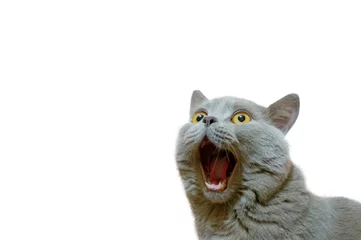 Foto op Plexiglas anti-reflex Een lila Britse kat die omhoog kijkt. De kat opende zijn mond met een gekke blik. Het concept van een dier dat verrast of verbaasd is. De figuur van een kat op een geïsoleerde achtergrond van witte kleur. © Svyatoslav Balan