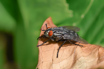 Large fly on a leaf, macro close-up
