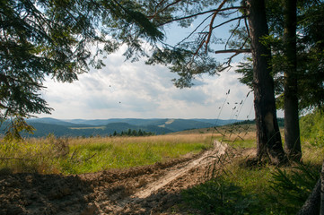 The evening is bright in the mountains in the summer with green forest