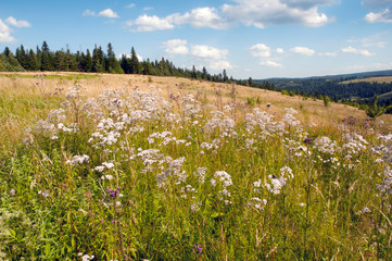 The evening is bright in the mountains in the summer with green forest