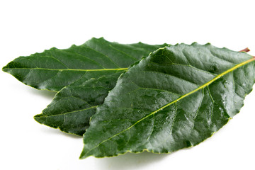 fresh bay leaves isolated on white copy space
