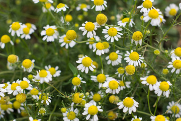 Fototapeta premium Chamomile flowers in the garden. Top view