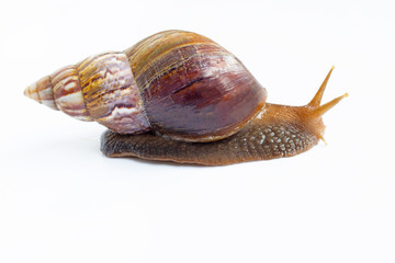 Snail isolated on white background.