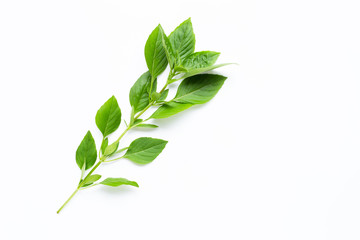 Obraz premium Sweet Basil leaves on white background.