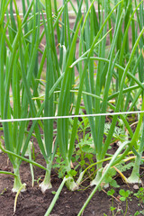 Rich harvest in a summer garden. Selective focus
