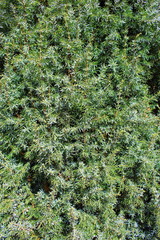 common juniper (Juniperus communis) background texture
