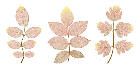 Set  leaves on white. Vector illustration.
