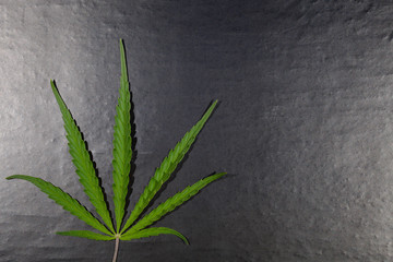 Green cannabis leaf on a dark background