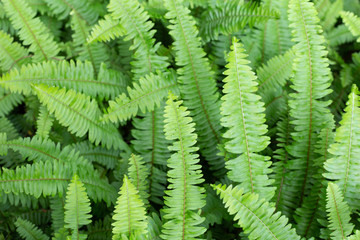 Fototapeta na wymiar Green leaf texture background. Tuber Sword Fern
