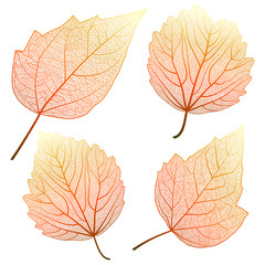 Set leaves hibiscus on white. Vector illustration. 